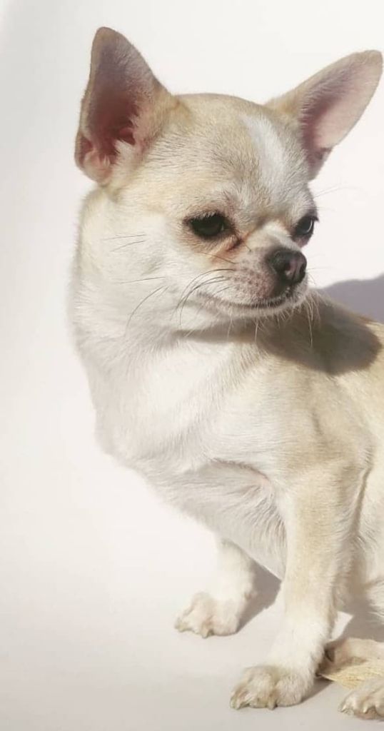 Les Chihuahua de l'affixe Des Cohors De Tula