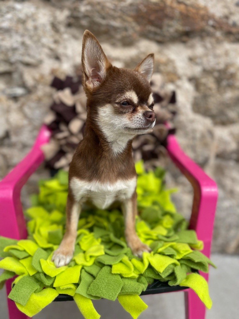 Des Cohors De Tula - Chiot disponible  - Chihuahua