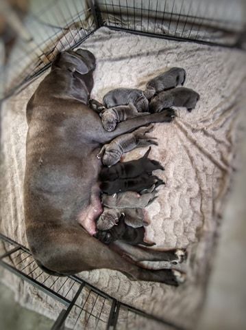 Des Cohors De Tula - Cane Corso - Portée née le 10/05/2021