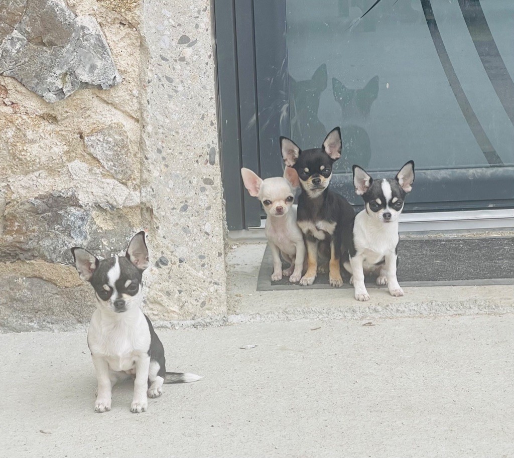 Chiot Chihuahua Des Cohors De Tula